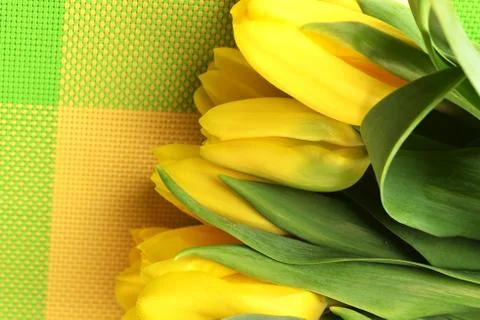 Yellow tulips Foto stock