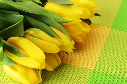 Yellow tulips Stock Photos