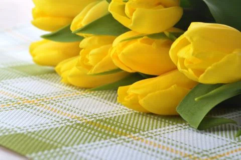 Yellow tulips Stock Photos