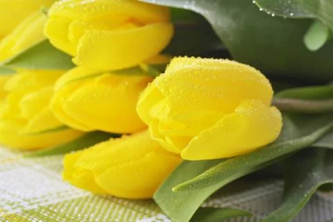Yellow tulips Stock Photos
