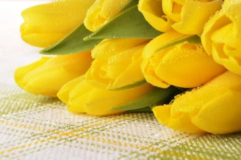 Yellow tulips Stock Photos