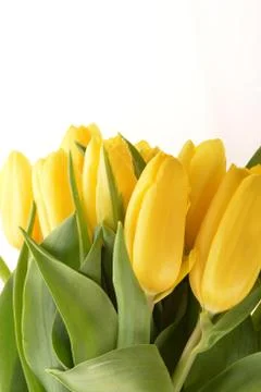 Yellow tulips Stock Photos