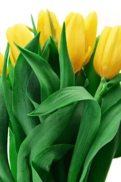 Yellow tulips Stock Photos