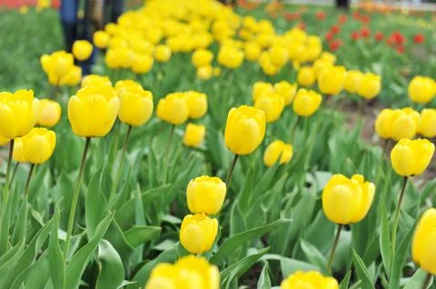 Yellow tulips Stock Photos