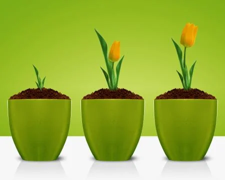 Yellow Tulips Foto stock