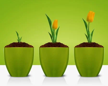 Yellow Tulips Stock Photos