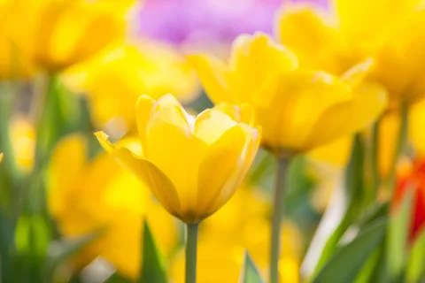 Yellow tulips Stock Photos