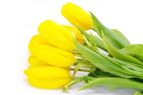 Yellow tulips Stock Photos