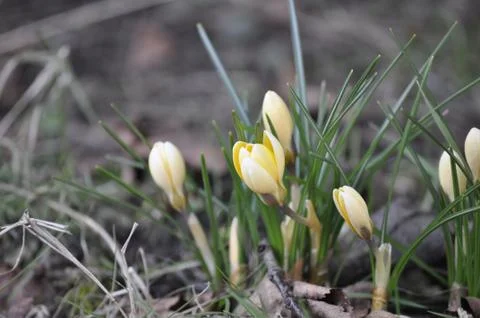 Yellow tulips Stock Photos
