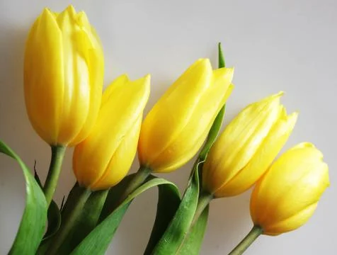 Yellow tulips Stock Photos