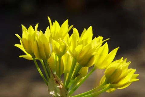 Yellow tulips Stock Photos
