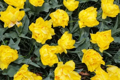 Yellow tulips Stock Photos
