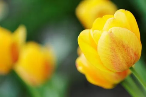 Yellow tulips Stock Photos