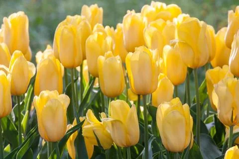Yellow tulips Stock Photos