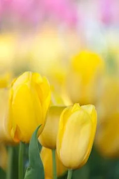 Yellow tulips Foto stock