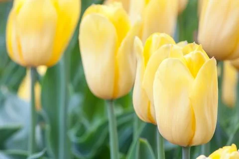 Yellow tulips Stock Photos