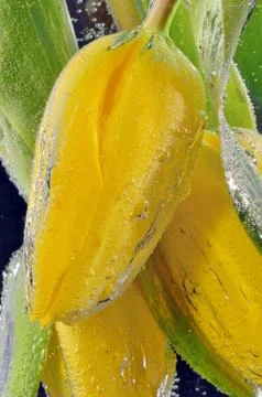 Yellow tulips Stock Photos