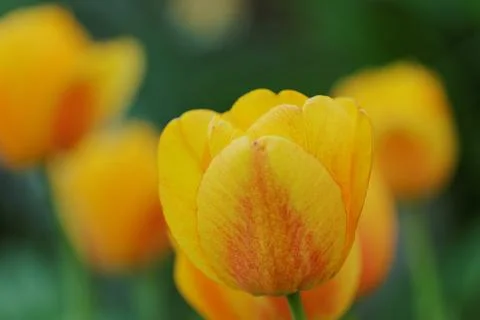 Yellow tulips Stock Photos
