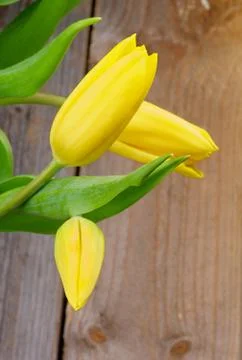 Yellow Tulips Stock Photos