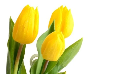 Yellow tulips Fotos Stock