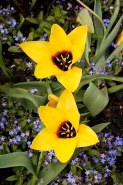 Yellow Tulips Stock Photos