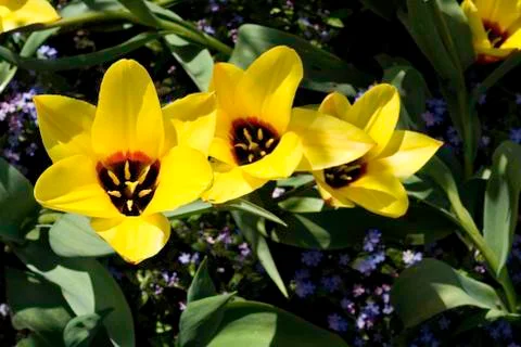 Yellow Tulips Stock Photos