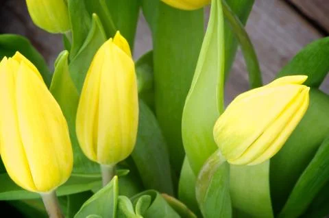 Yellow Tulips Stock Photos