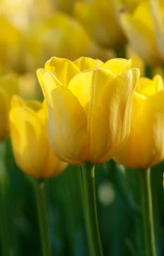 Yellow tulips Stock Photos