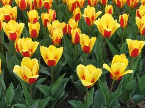 Yellow tulips Stock Photos