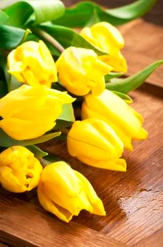 Yellow tulips Stock Photos