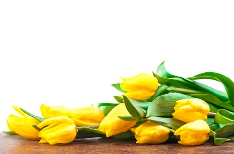 Yellow tulips Stock Photos