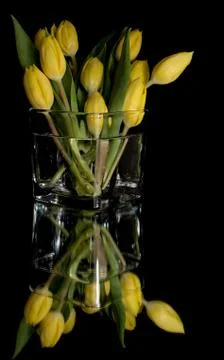 Yellow Tulips Stock Photos