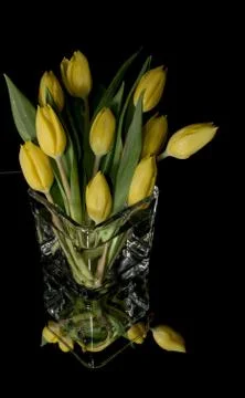 Yellow Tulips Stock-Fotos