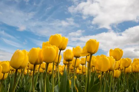 Yellow tulips Stock Photos