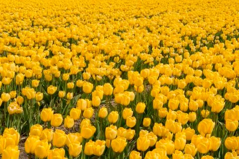 Yellow tulips Stock Photos