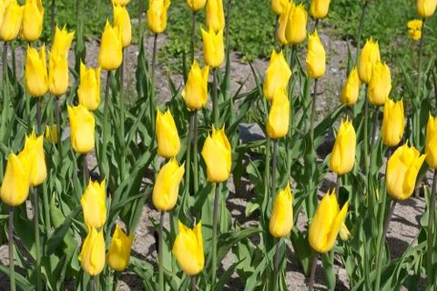 Yellow tulips Stock Photos