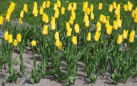 Yellow tulips Foto stock