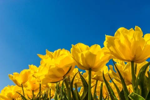Yellow tulips Stock Photos