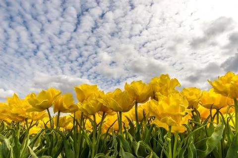 Yellow tulips Stock Photos