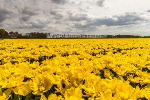 Yellow tulips Stock Photos
