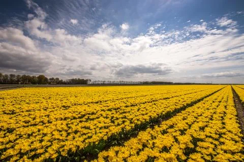 Yellow tulips Stock Photos