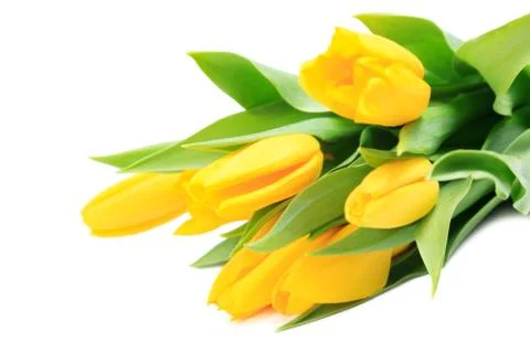 Yellow tulips Stock Photos