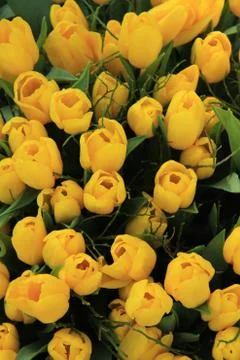Yellow tulips Stock Photos