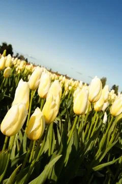 Yellow tulips Foto stock