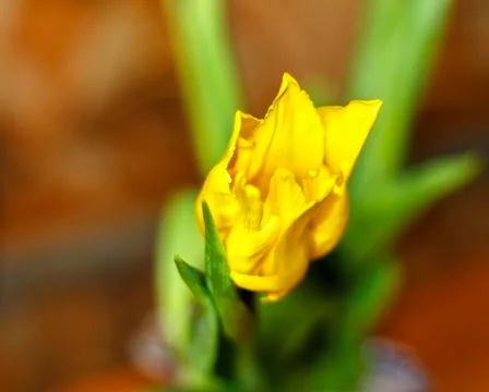 Yellow tulips Foto stock