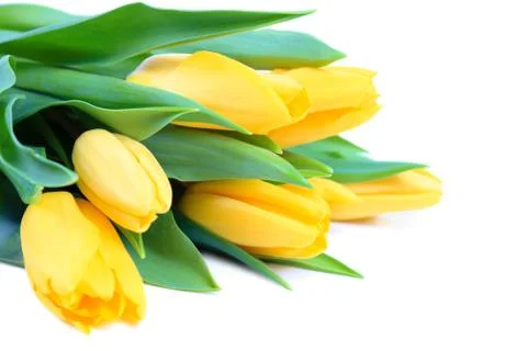 Yellow tulips Stock Photos