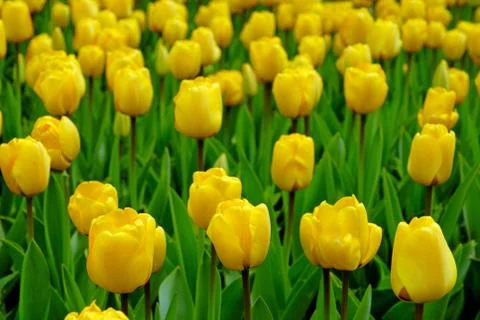 Yellow tulips Stock Photos