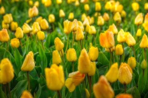 Yellow tulips Stock Photos
