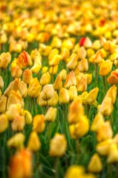 Yellow tulips Stock Photos