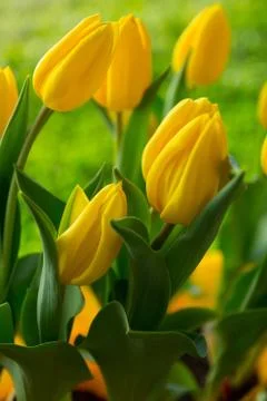 Yellow Tulips Stock Photos